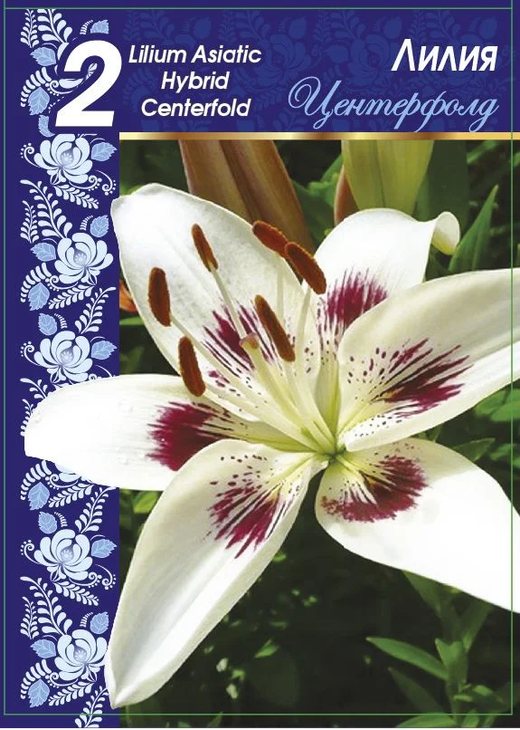 Центерфолд