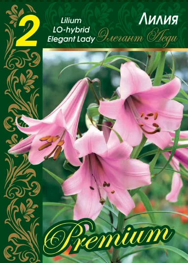 Элегант Леди