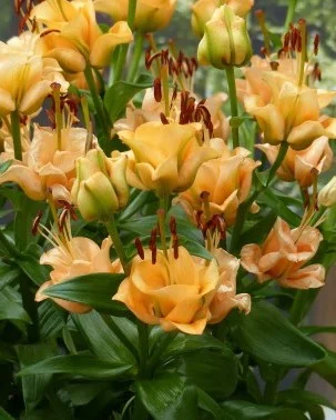 Априкот Фьюдж