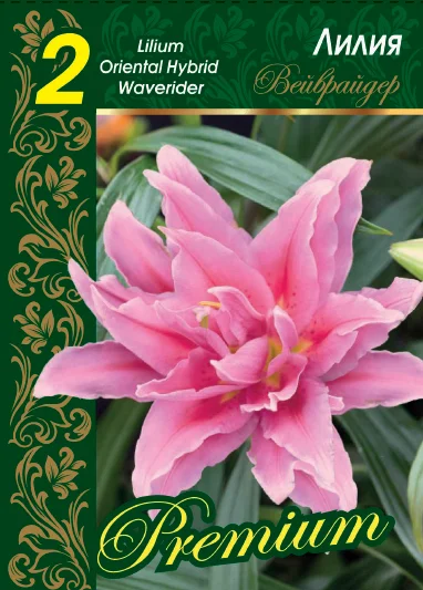 Вэйврайдер