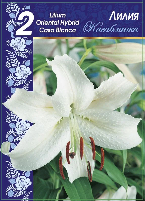 Касабланка