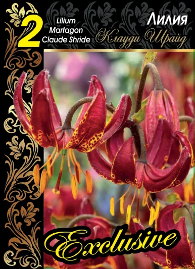 Клауди Штрайд