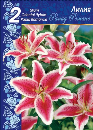 Рапид Романс