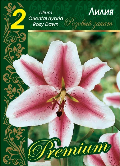 Рози Доун Розовый закат