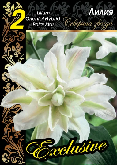 Северная звезда