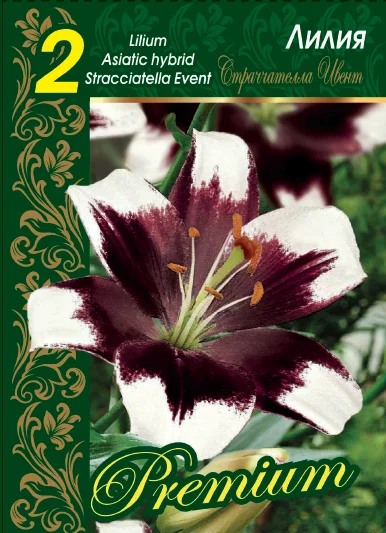 Страчателла Ивент