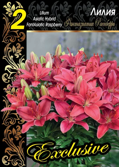 Фантазиатик Распберри