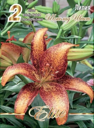 Шоколад Ивент