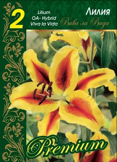 Вива ла Вида