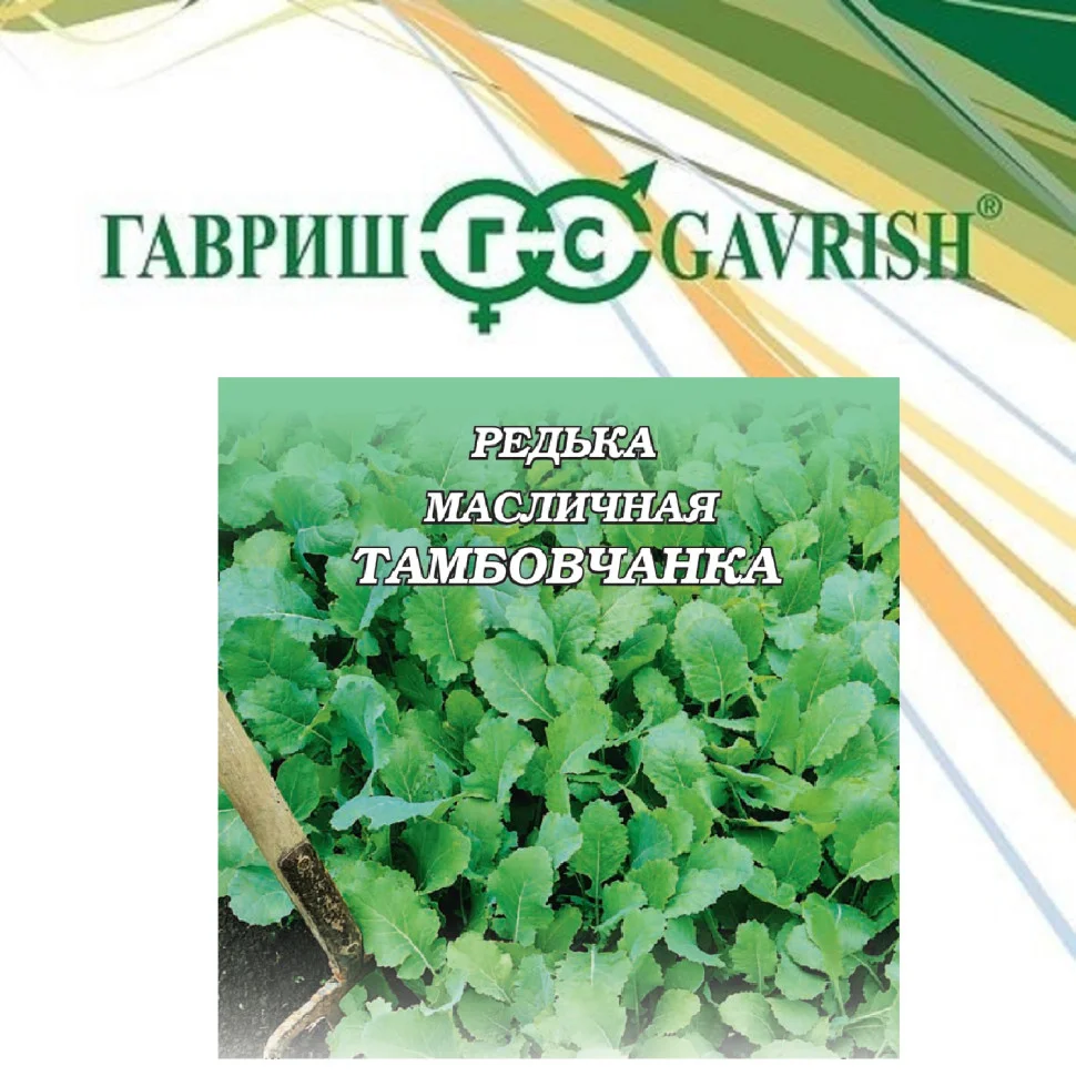 масличная Тамбовчанка
