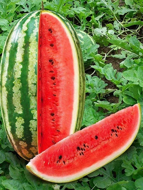 Миниатюра изображения сорта Волжанин