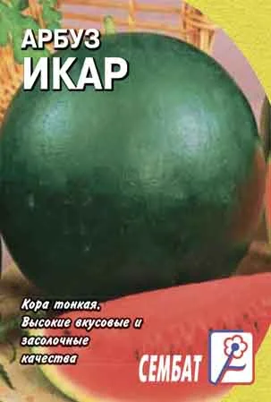 Миниатюра изображения сорта Икар