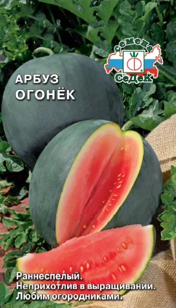 Миниатюра изображения сорта Огонек