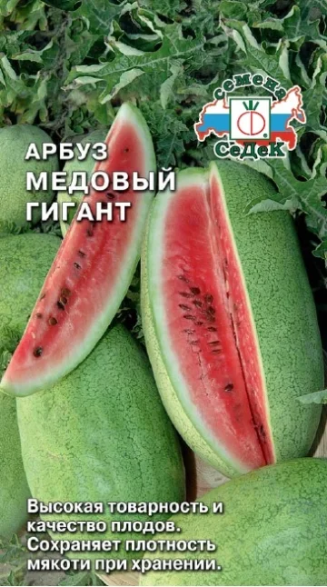 Медовый гигант