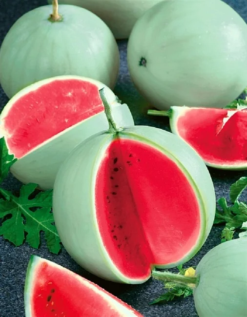 Память Холодова