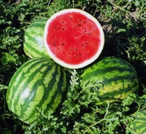 Миниатюра изображения сорта Продюсер