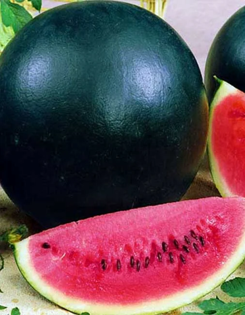 Сибирская Роза