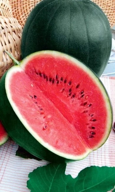 Миниатюра изображения сорта Сибирские огни