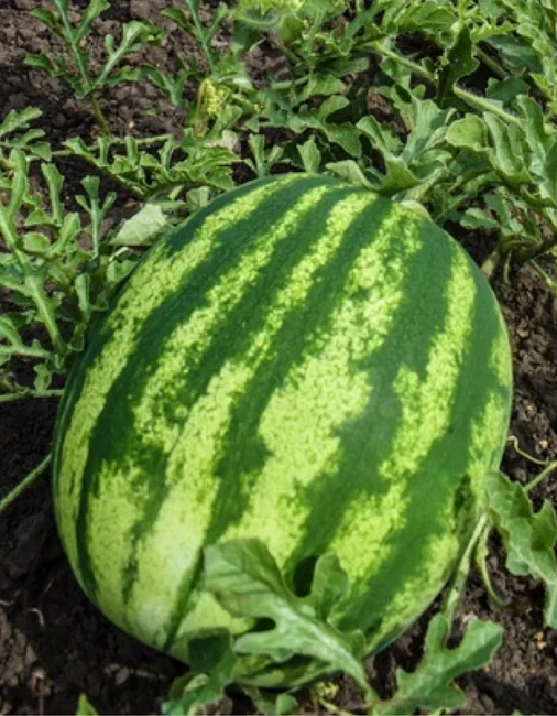 Сибирский Гигант