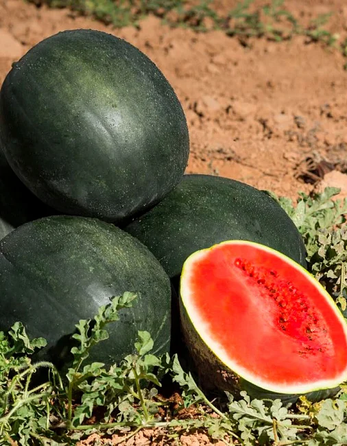 Скороспелый сахарный