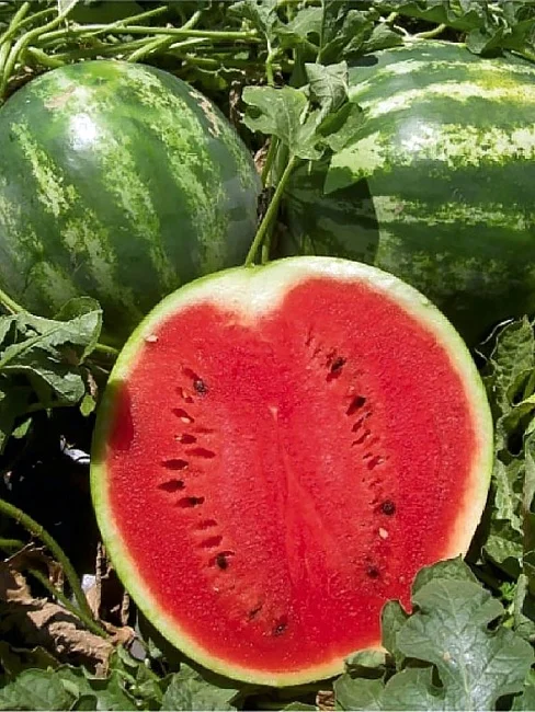 Миниатюра изображения сорта АУ Продюсер ПВП