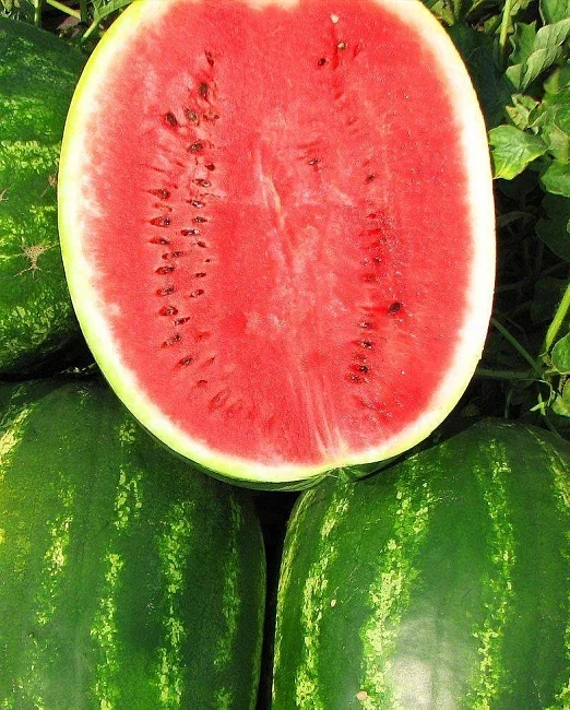 Миниатюра изображения сорта Топ Ган