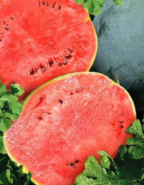 Сладкоежка