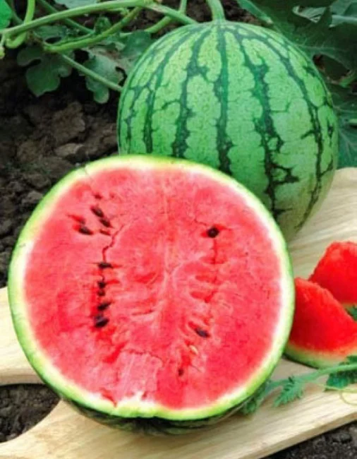 Миниатюра изображения сорта Землянин