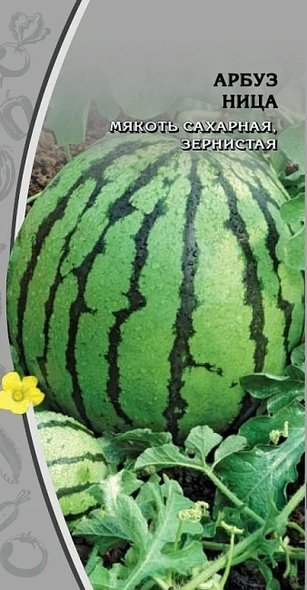 Миниатюра изображения сорта Ница