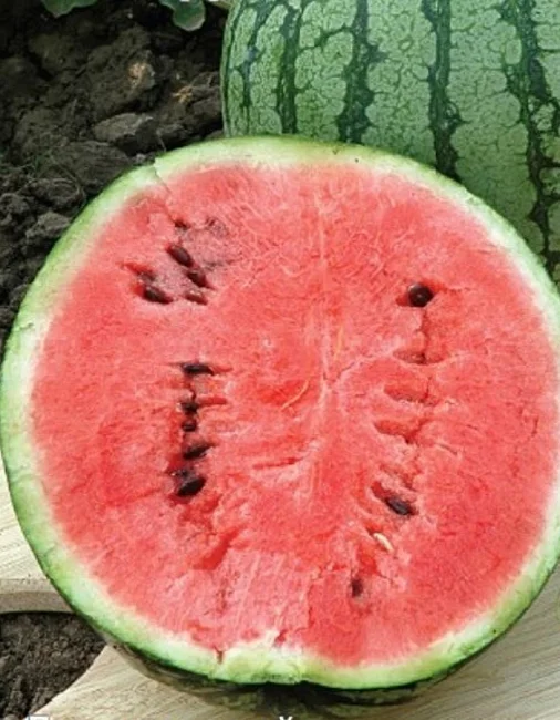 Миниатюра изображения сорта Холодок