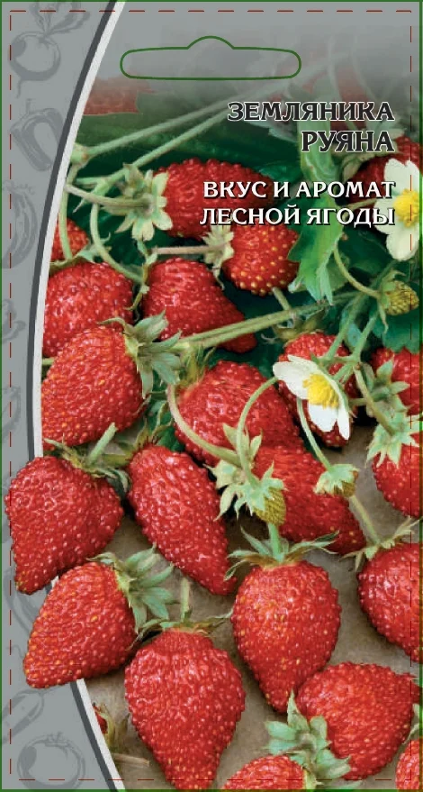 Миниатюра изображения сорта Руяна