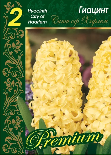 Сити оф Харлем