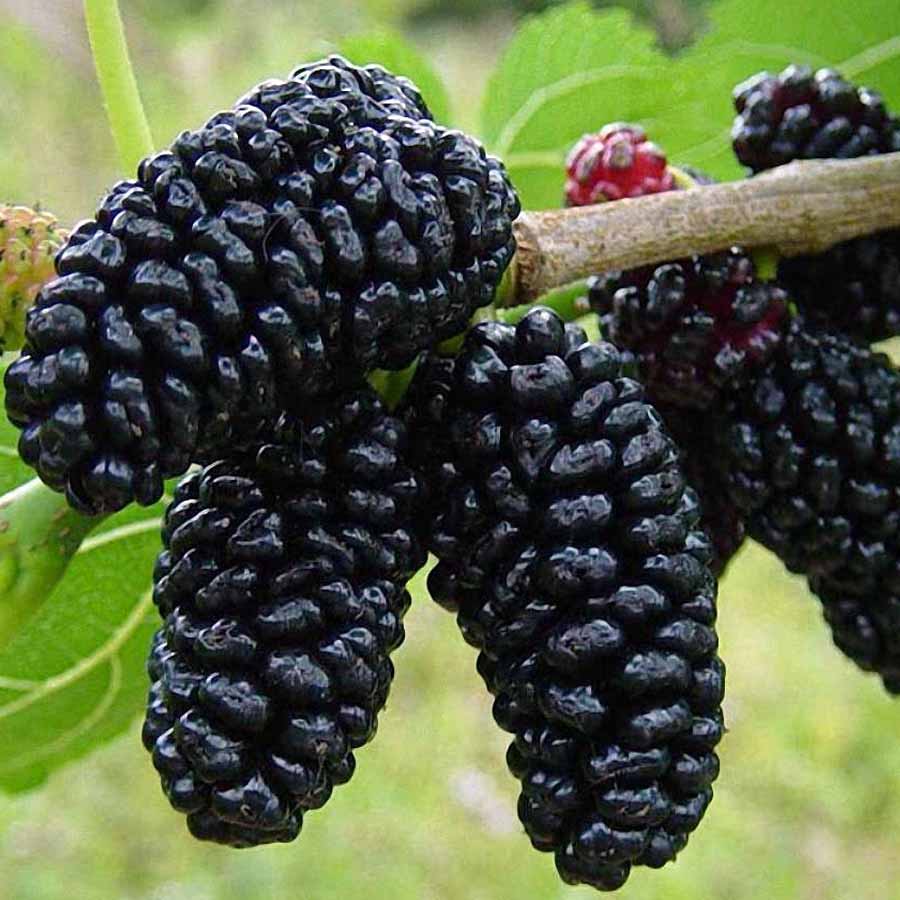 Шелковица