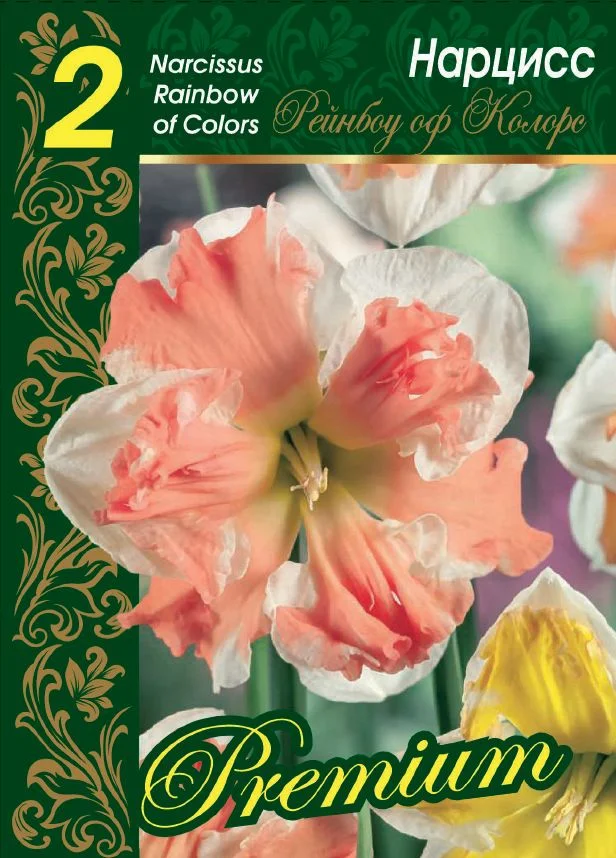 Рэйнбоу оф Колорс