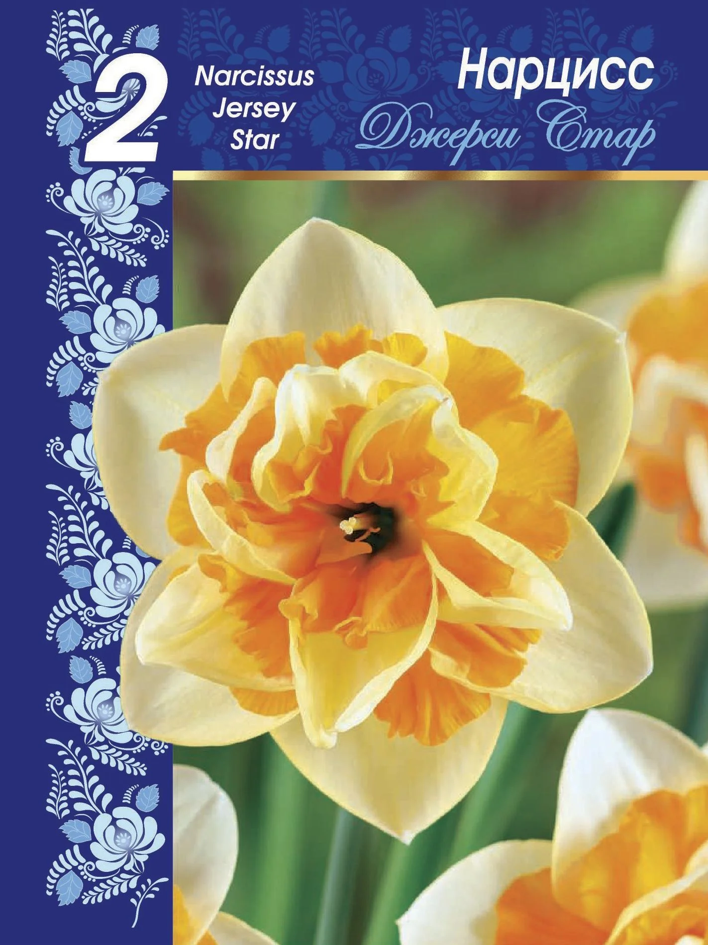 Джерси Стар