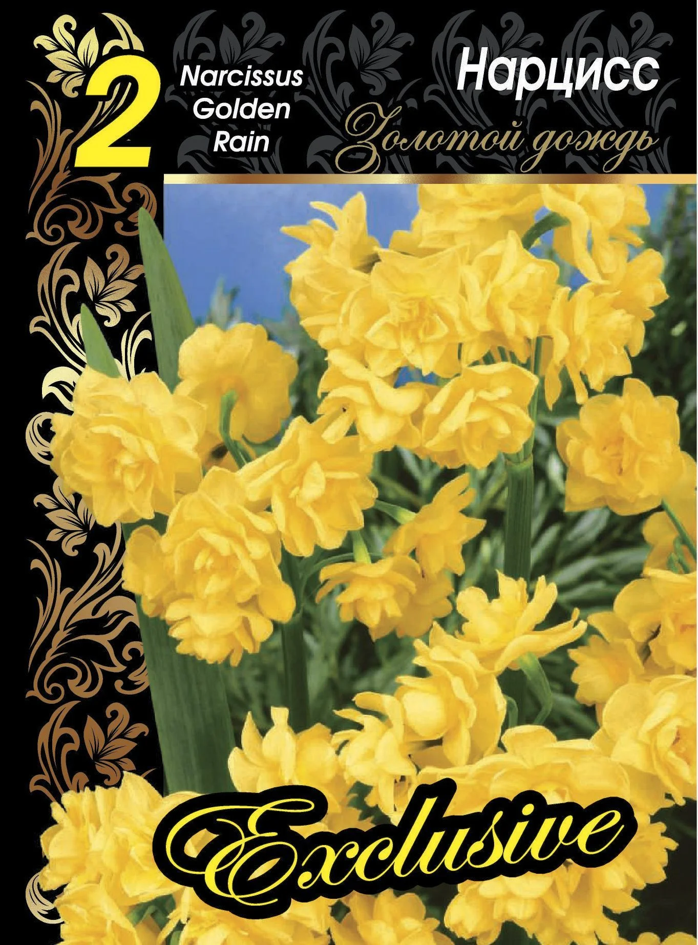 Золотой дождь