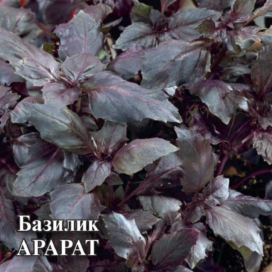 Миниатюра изображения сорта Арарат