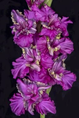 Инопланетянин