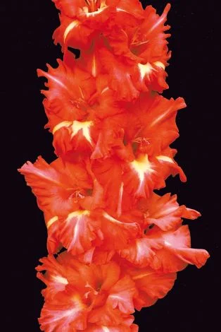 Красная Площадь