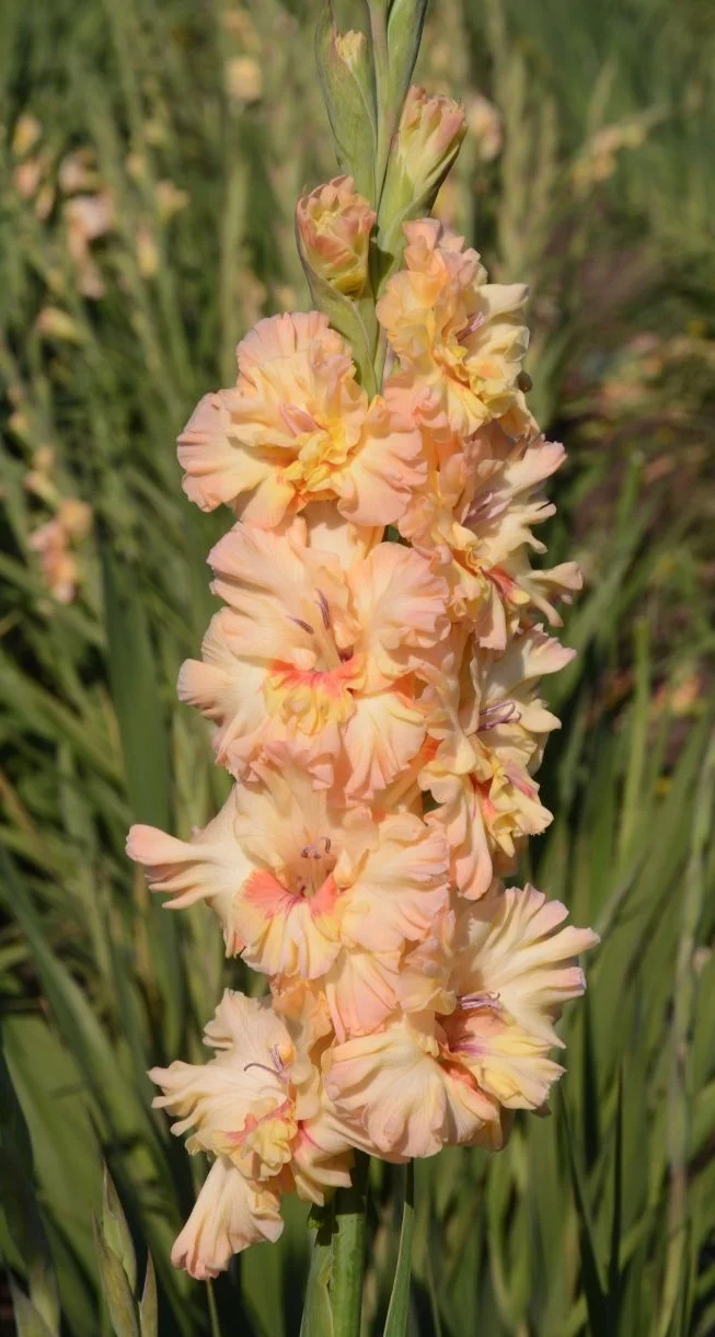 Майя Плисецкая