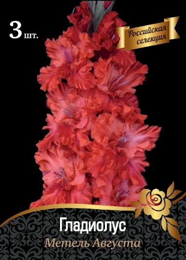 Метель Августа