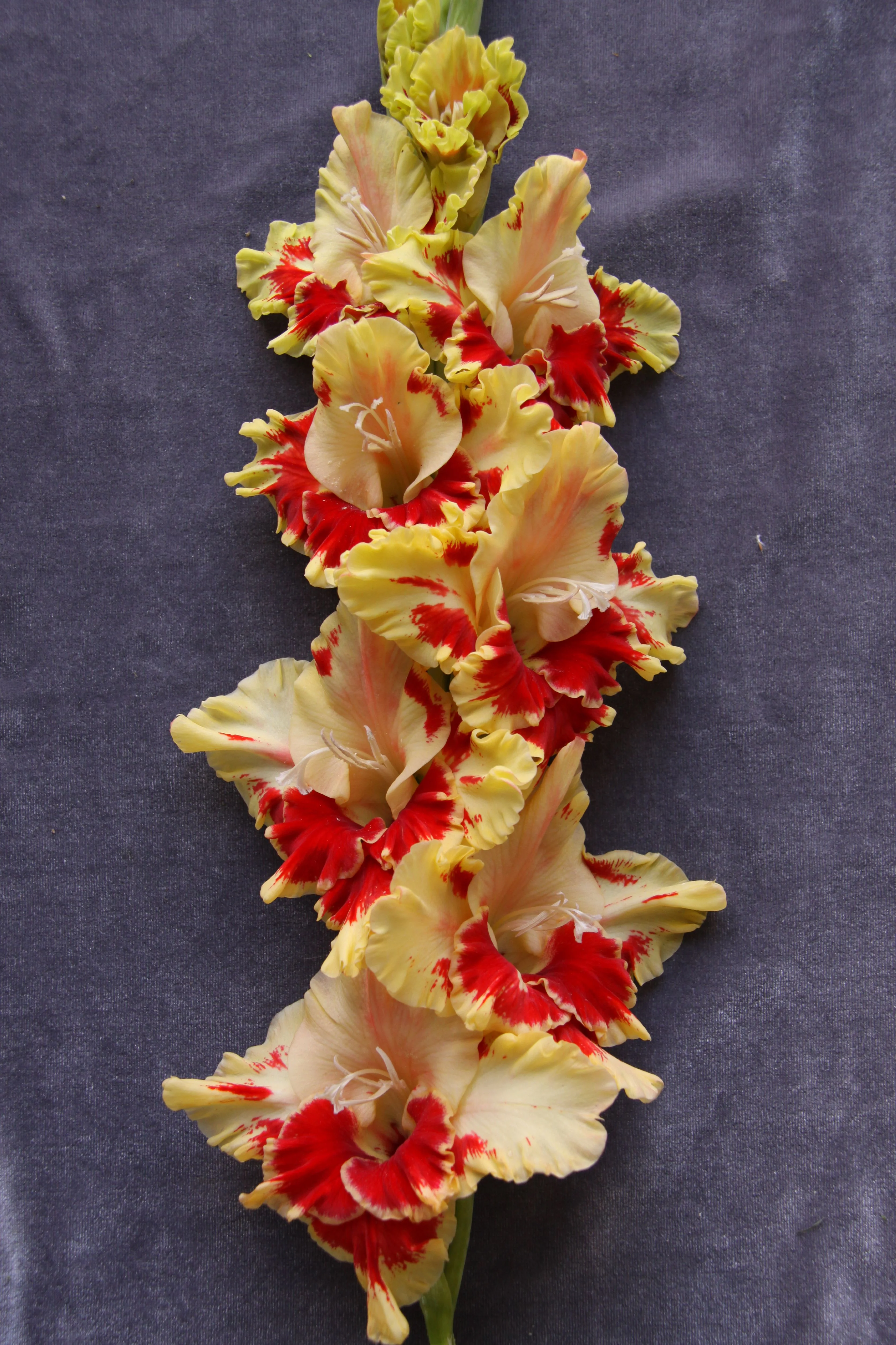 Огни Арбата