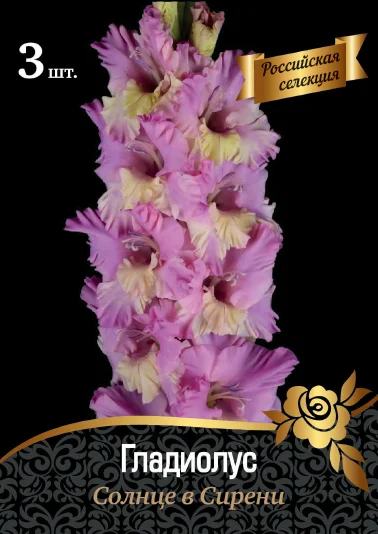 Солнце в сирени