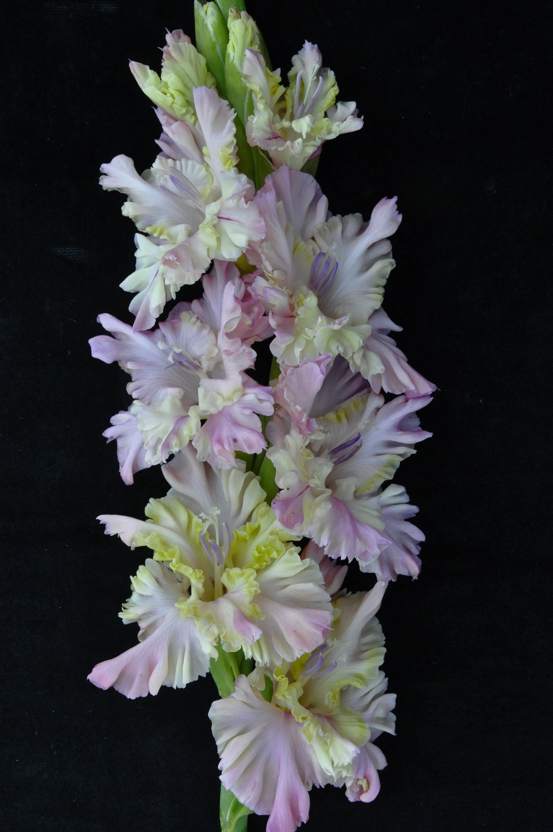 Сумасшедший день