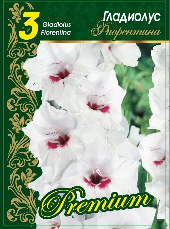 Фиорентина