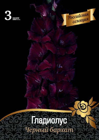 Черный бархат