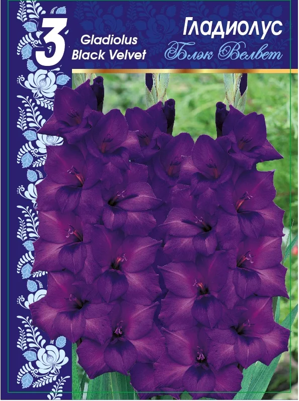 Блэк Вельвет