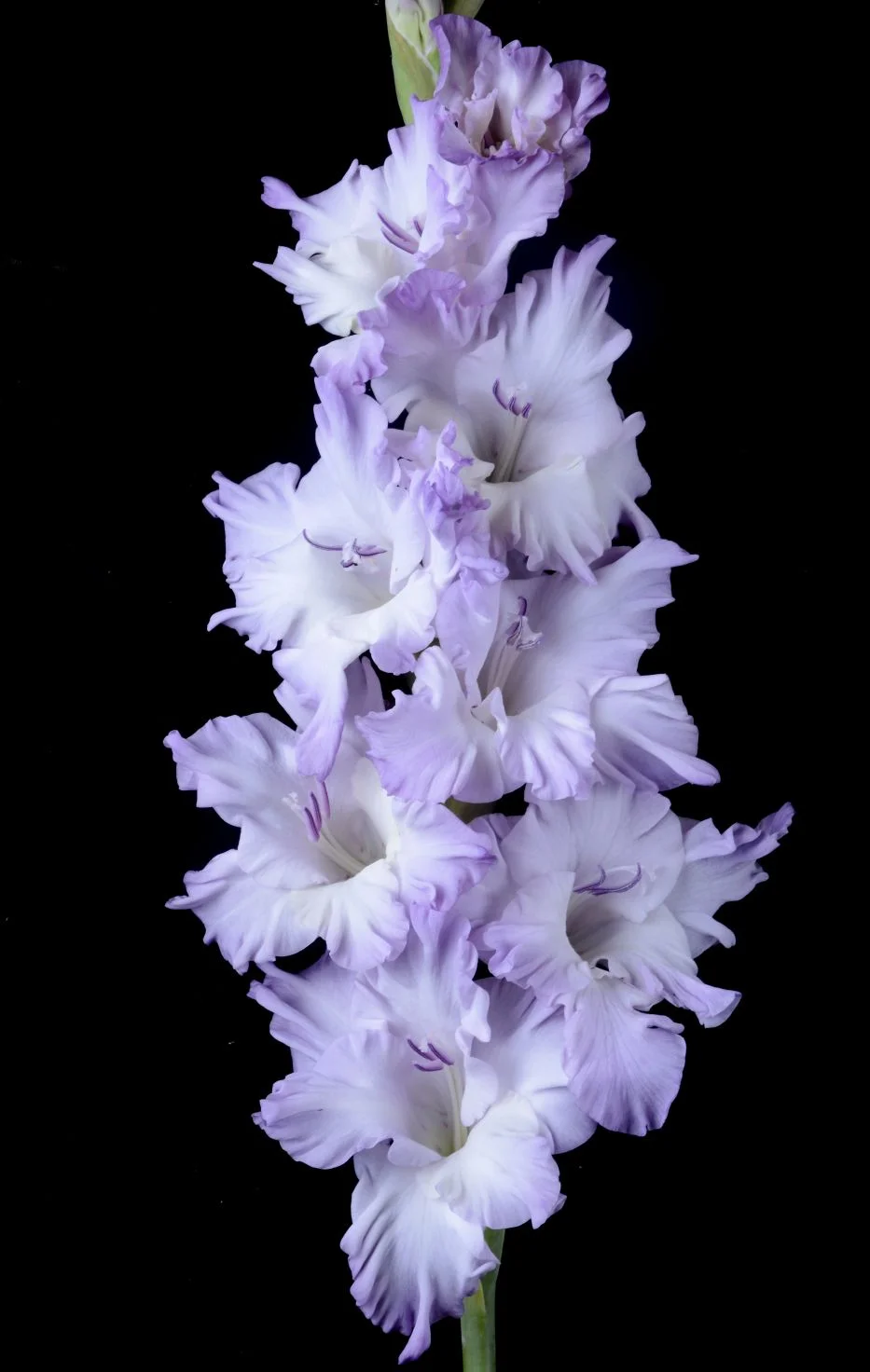 Голубая Бездна