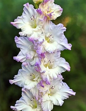 Голубые Снежинки