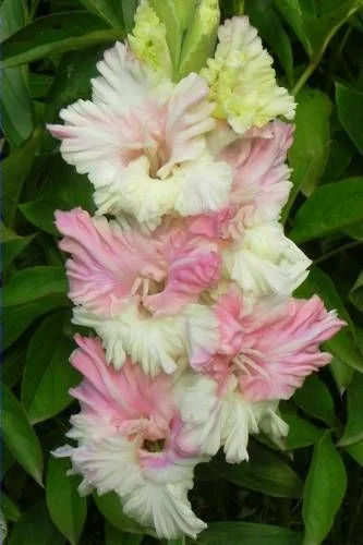 Жертва Гламура